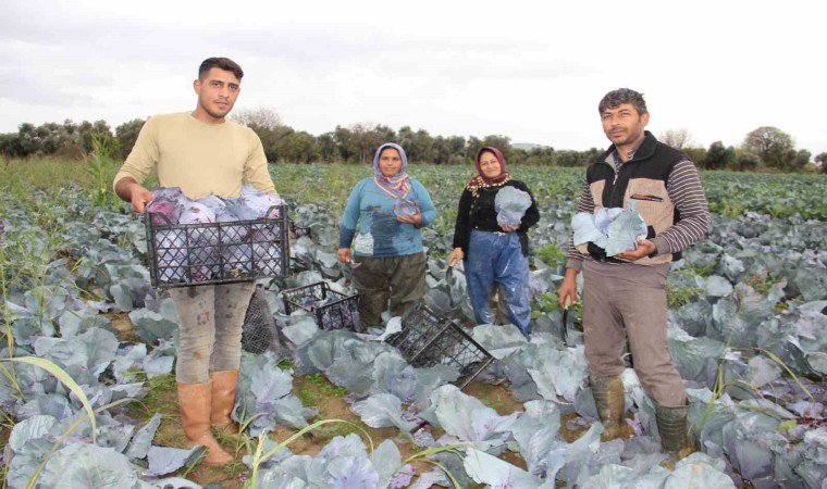 Aydında kara lahana hasadı başladı