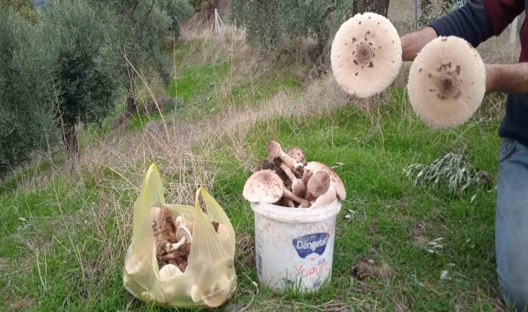 Aydında mantar bereketi yaşanıyor, uzmanlar zehirlenmelere karşı uyardı