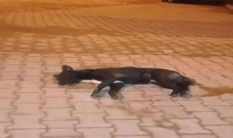 Aydın’da zehirlenen 5 sokak köpeği öldü