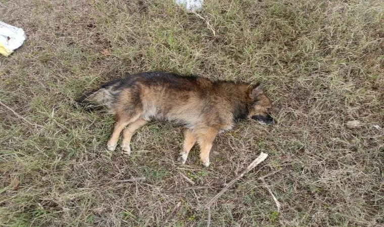 Aydın’da zehirlenen köpek sayısı 30’a çıktı; 3 de ölü tilki bulundu