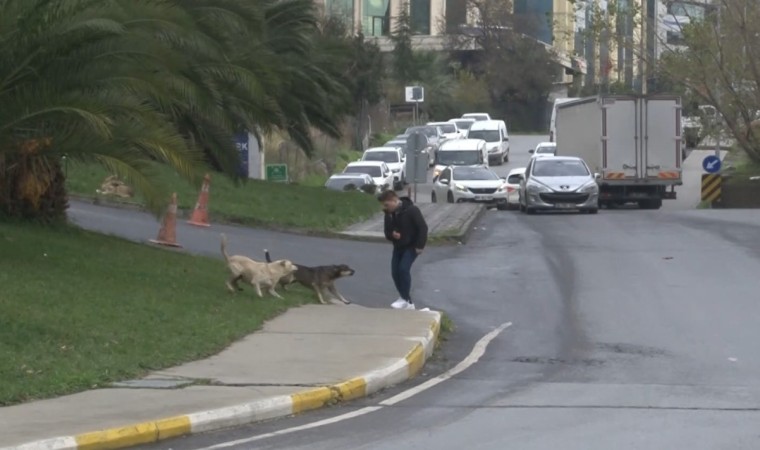 Bağcılarda başıboş gezen köpekler 1 kişiyi ısırdı, 3 kişi ise son anda kurtuldu