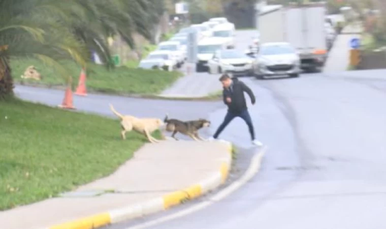 Bağcılar’da başıboş köpekler yoldan geçenlere saldırdı