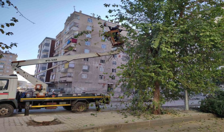 Bağlarda görüntü kirliliği ve bakım ihtiyacı olan ağaçlar budandı