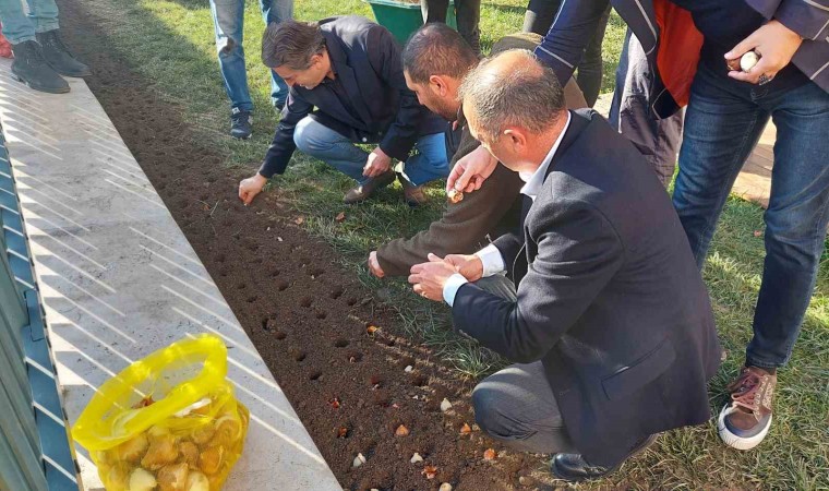 Baharı müjdeleyecek olan laleler Beyoğlunda toprağa dikildi