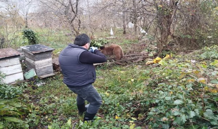 Bahçe teline takılan yavru ayı kurtarıldı