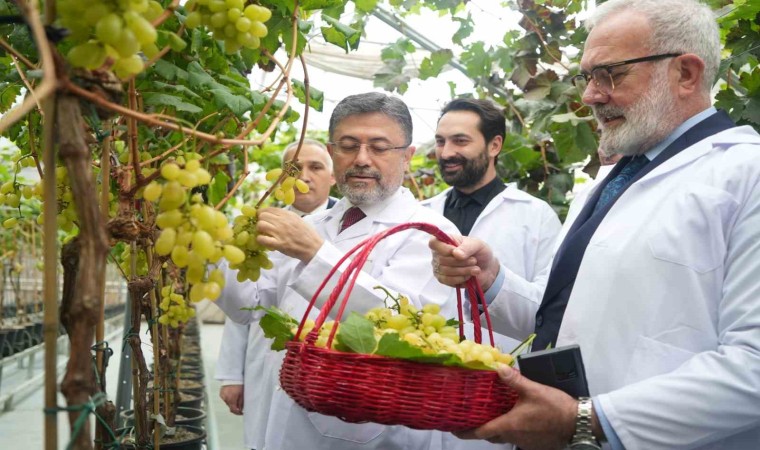 Bakan Yumaklı: “Yılda iki kez üzüm hasadı yapılabilecek araştırmada sona gelindi”