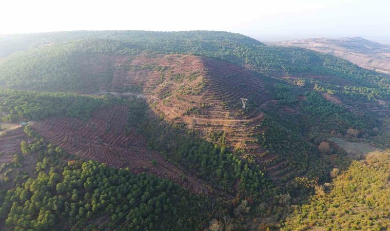 Balıkesire 261 dekarlık yeni bal ormanı