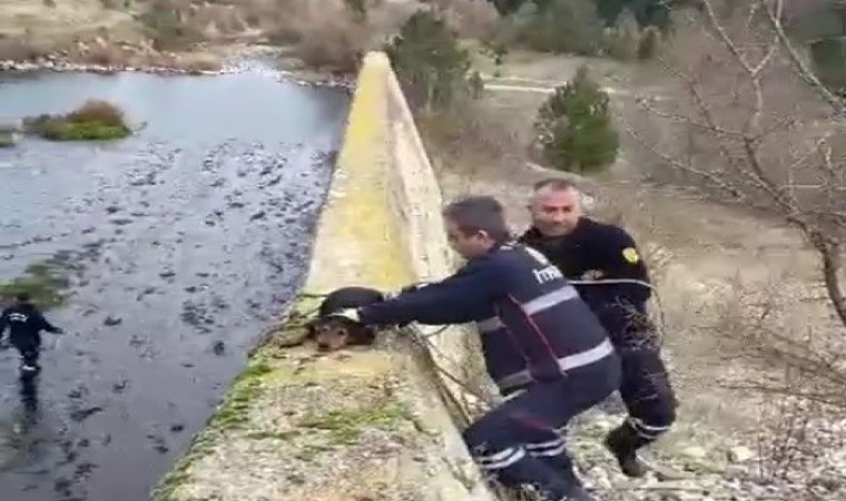 Baraja düşen köpek itfaiye erlerince kurtarıldı