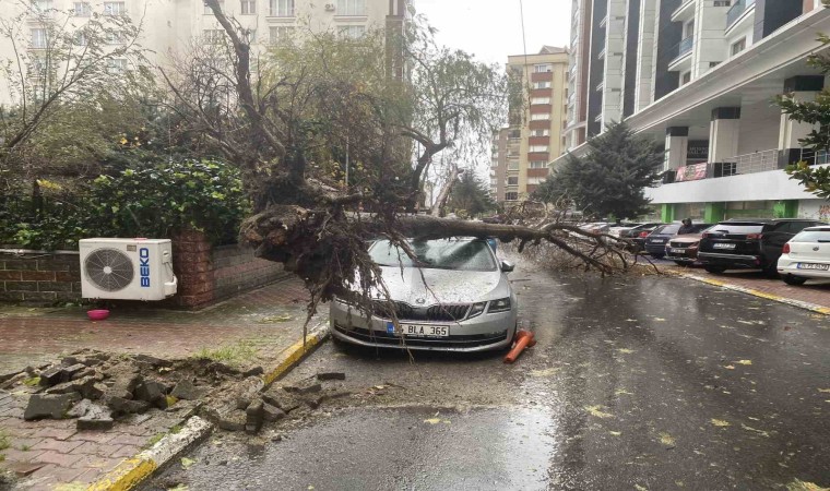 Beylikdüzünde şiddetli rüzgar nedeniyle ağaç, bir kadının üzerine devrildi