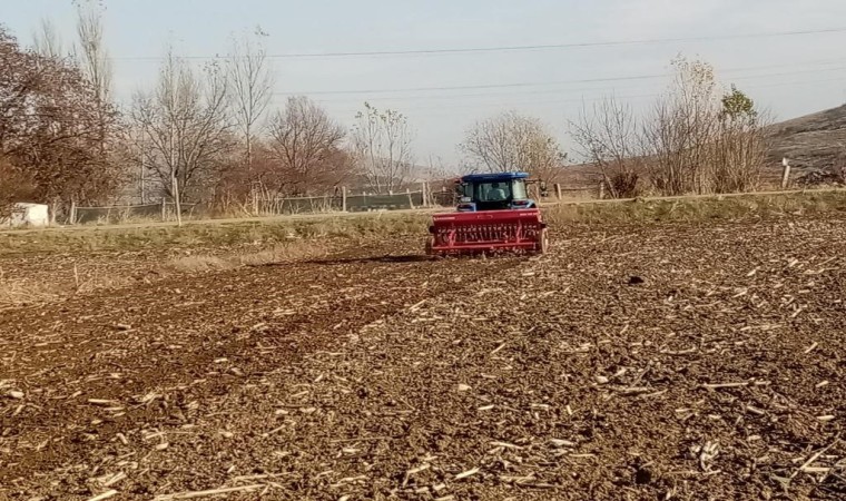 Bin yıllık ata tohumu ‘Karakılçık buğdayı toprakla buluştu