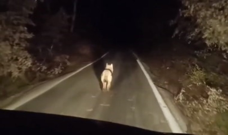 Bingölde kurtlar ilçe merkezinde görüntülendi