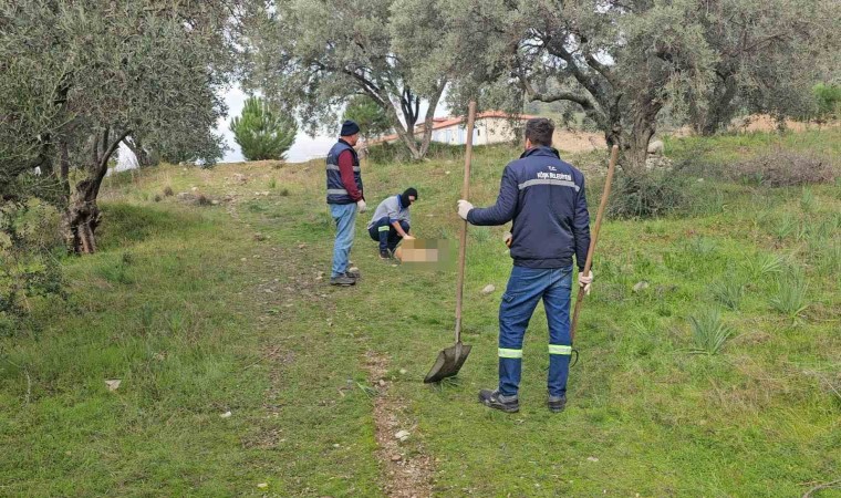 Böyle vahşet görülmedi, onlarca köpek telef olmuş vaziyette bulundu