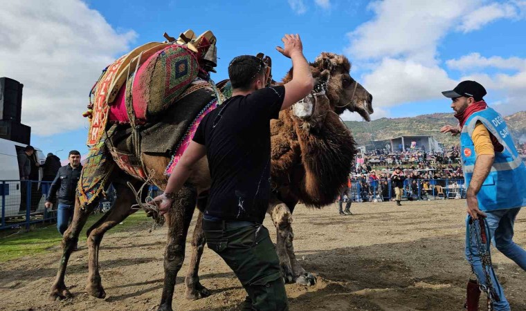 Buharkentte develer güreşti, izleyenler coştu