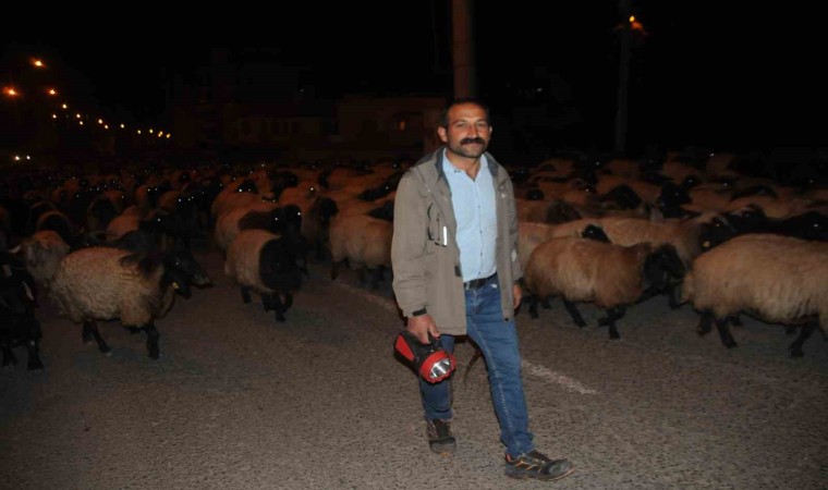 Cizrede gecenin sessizliğini kuzu ve koyunların ayak sesleri bozdu