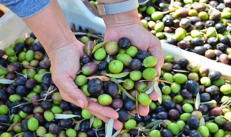 Denizli zeytin ve zeytinyağındaki iddiasını ortaya koydu