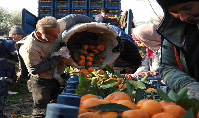 Depremzede mandalina üreticisine Hatay Valisinden destek