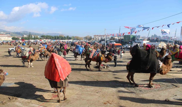 Deve güreşlerine katılım yoğun oldu