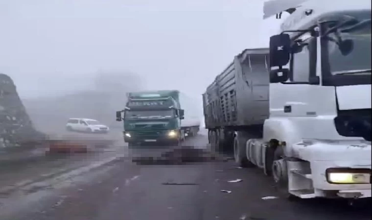 Diyarbakır’da TIR’ın çarptığı sürüdeki 7 inek öldü