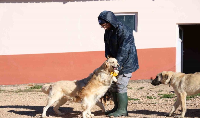 Elazığ Belediyesinin yeni hizmetiyle artık hayvan sahiplenmek daha kolay