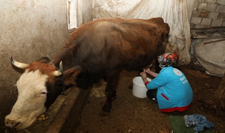 Ercişte yaşlı çiftin ineklerini Vefa Ekipleri sağdı