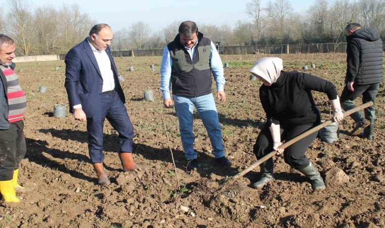 Fındıkta verim ve kalite artıracak proje