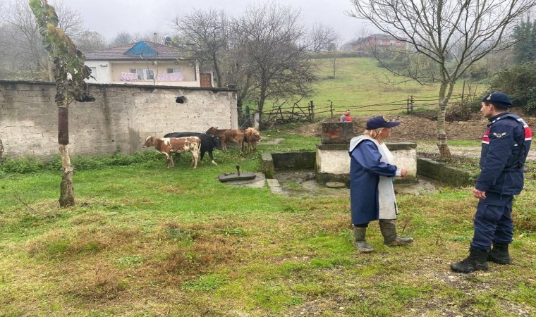 Gökçebeyde kayıp büyükbaş hayvanlar sahibine teslim edildi