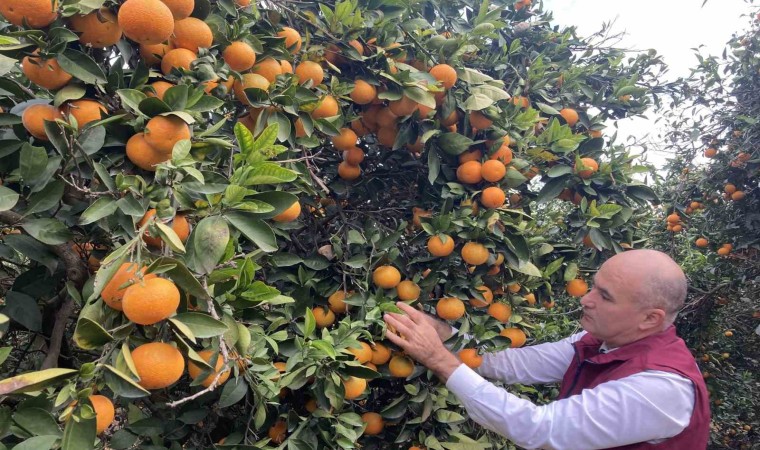 Hasat başladı: Türkiyenin portakal üretiminin yüzde 50sini Doğu Akdeniz karşılıyor