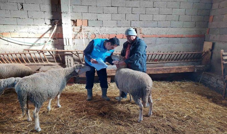 Hisarcıkta koyun, keçi sayımı ve buzağı küpeleme çalışmaları