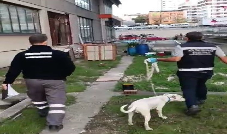 İstanbulda köpeğe şiddet uygulayan şahsa 4 bin 554 TL para cezası