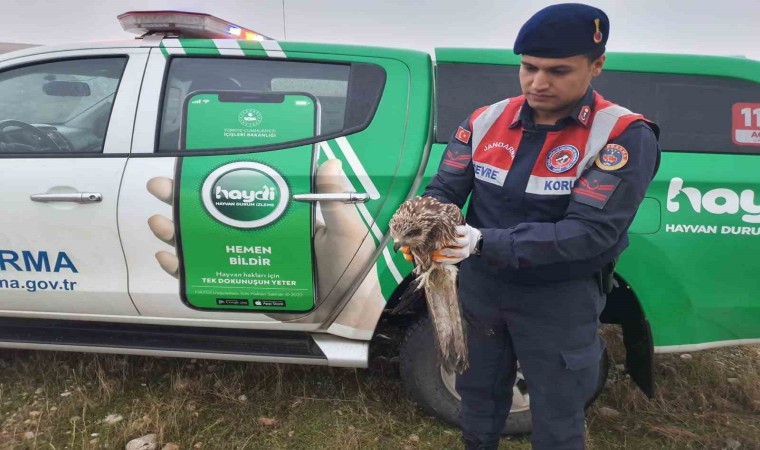 Jandarma ekipleri yaralı şahin buldu