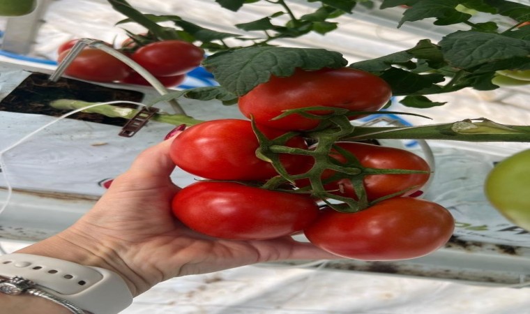 Jeotermal ısıtmalı sera projesinde ilk hasat yapıldı