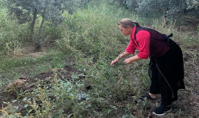 Kantaron bitkisi binbir derde deva