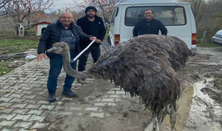 Kara yolunda deve kuşu paniği