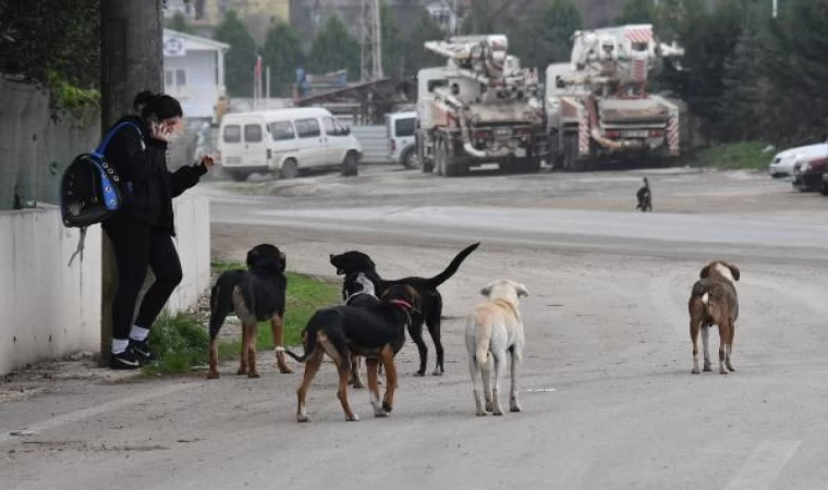 Karadeniz’de 5 ilde sahipsiz köpek sayısı 100 bine dayandı