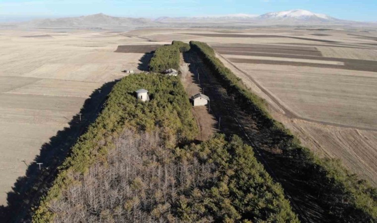 Karsta tarihi tren istasyonundaki çam ağaçları kuruyor