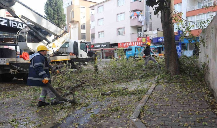 Kartalda ağaç budama çalışmaları devam ediyor