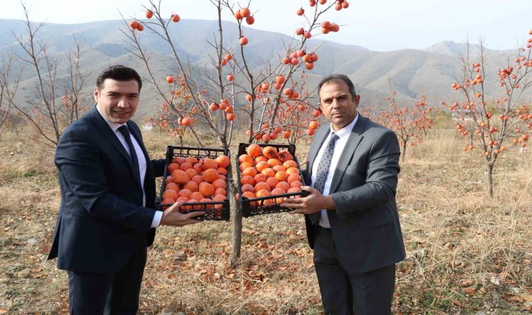 Kebanda Trabzon Hurması hasadı yapıldı