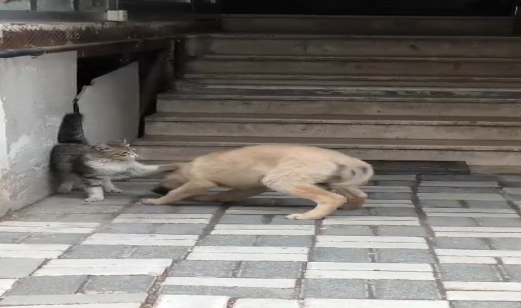 Kedi ile köpek patileriyle birbirini sevdi