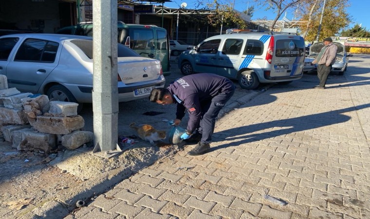 Kilis belediyesi sokak hayvanlarını unutmadı