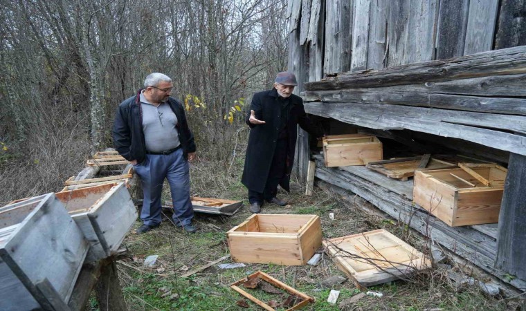 Kış uykusuna yatamayan ayılar, indikleri köyde 50 arı kovanını parçaladı