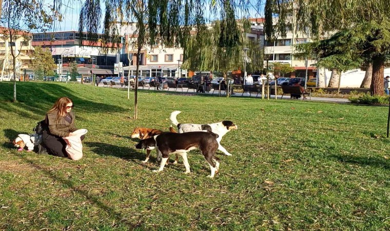 Köpeğine yaptığı doğum gününde hediye gelen mamaları sokak hayvanlarına dağıttı