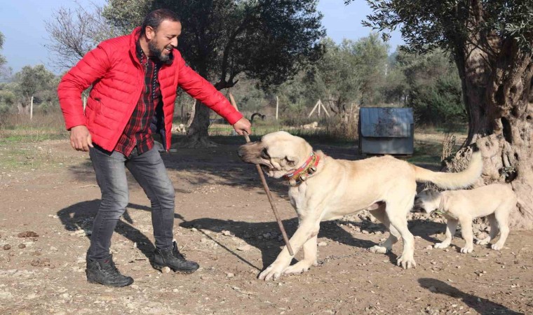 Köpek saldırıları için uzmanı uyardı: “Kaçmayın, göz teması kurmayın”