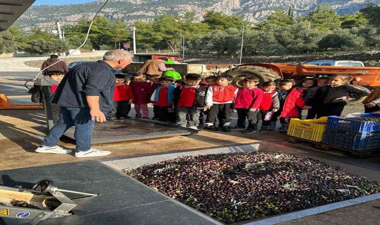 Köyceğizde öğrenciler zeytinden yağ çıkarılmasını gördü