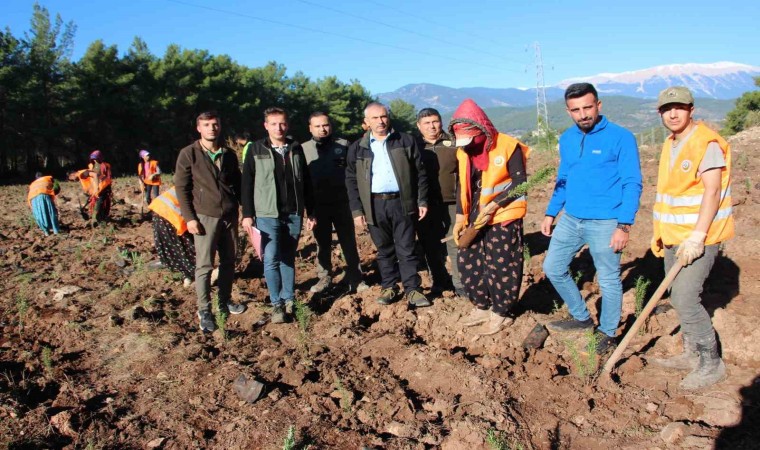 Kumlucaya 50 dönümlük alanda ikinci bal ormanı