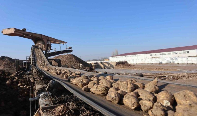 Malatya Şeker Fabrikasında bu yıl hedef 65 bin ton şeker üretimi