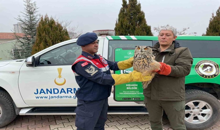 Malatyada yaralı bulunan baykuş koruma altına alındı