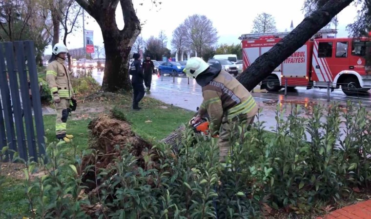 Maltepede devrilen ağaç itfaiye ekipleri tarafından kaldırıldı