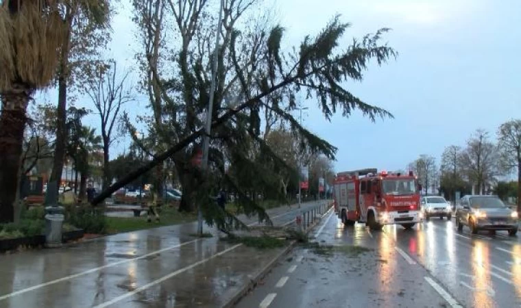 Maltepe’de şiddetli rüzgar nedeniyle ağaç devrildi