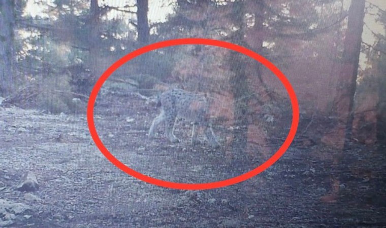 Mersinde vaşak fotokapanla görüntülendi