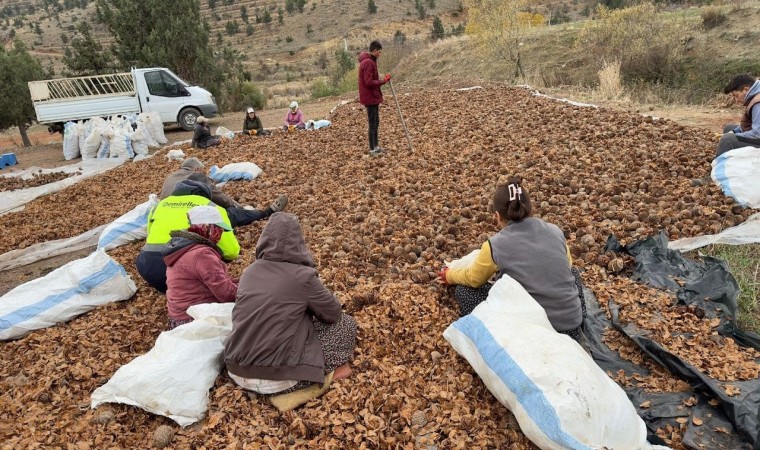 Mersinde yanan 20 hektarlık orman 6,5 ton sedir tohumu ile yeniden canlanacak